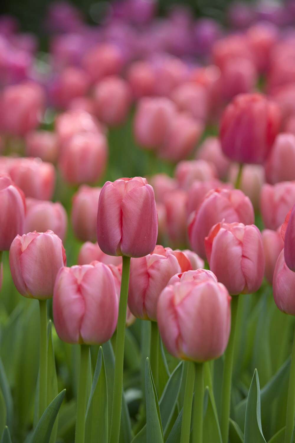 Tulpan 'Pink Pride'